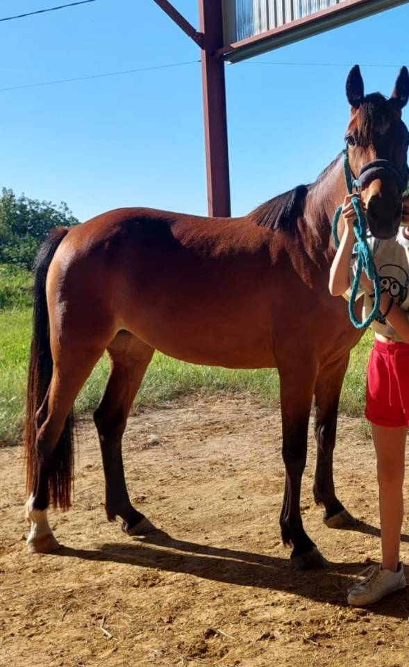 Jument de 4 ans a vendre