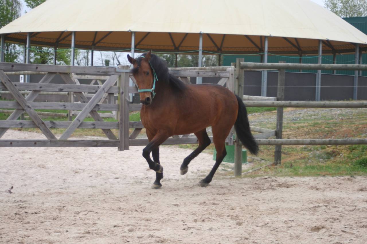 Hongre crois&eacute; 