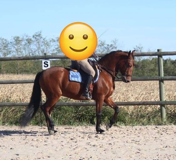 Hongre crois&eacute; 