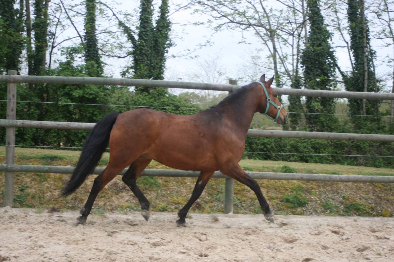 Hongre crois&eacute; 