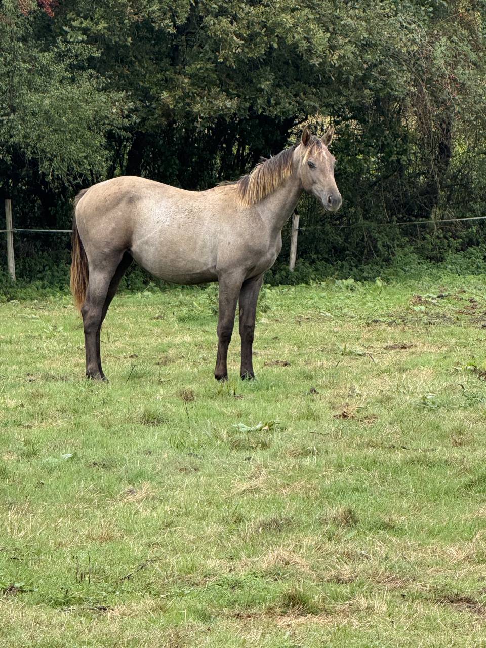 Yearling femelle untouchable 27 x Falko de hus 