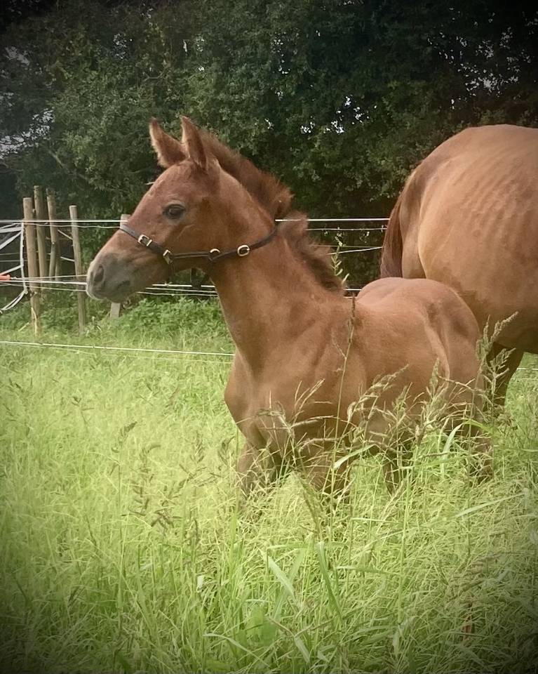 Yearling femelle untouchable 27 x Falko de hus 