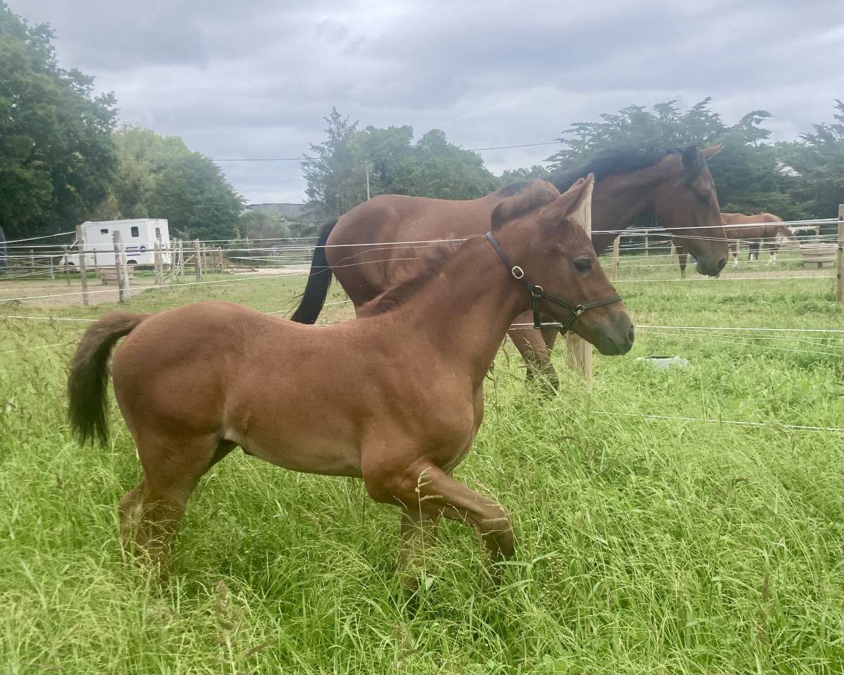 Yearling femelle untouchable 27 x Falko de hus 