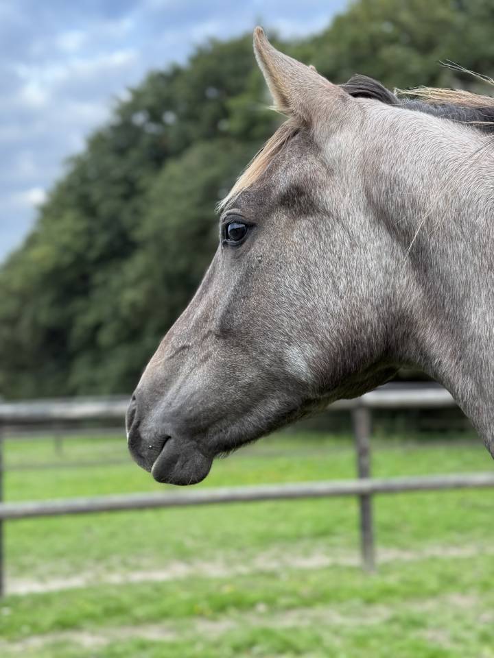 Yearling femelle untouchable 27 x Falko de hus 