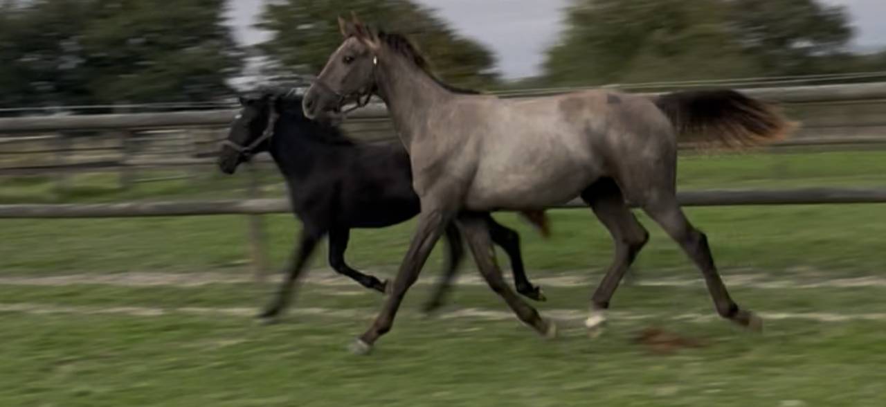 Yearling femelle untouchable 27 x Falko de hus 