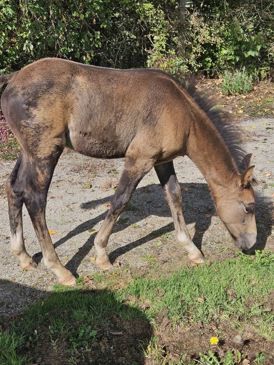 Poulain PFS isabelle à réserver 