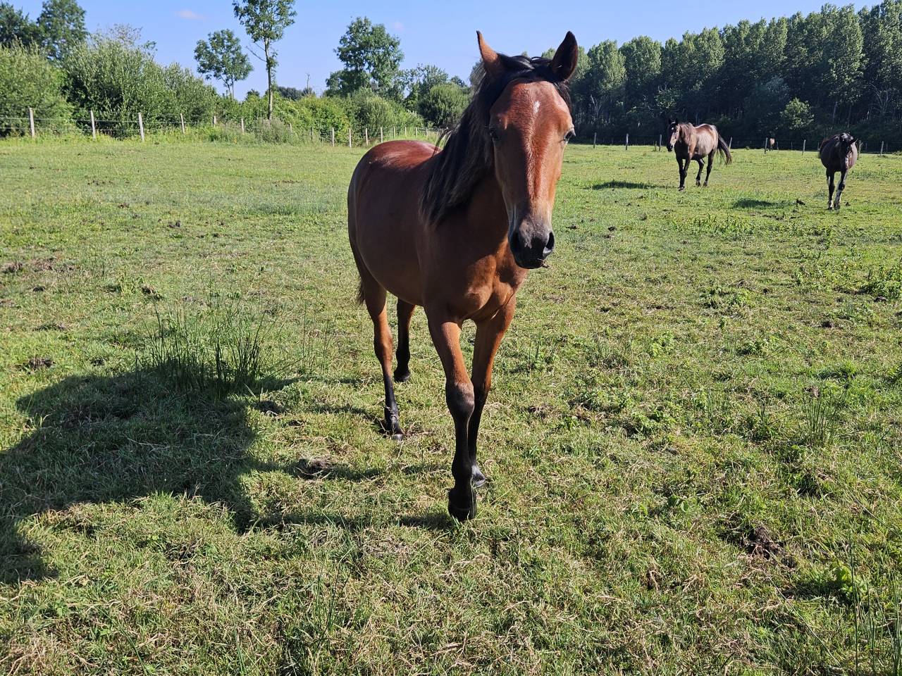 Ponette New forest PP 16 mois 