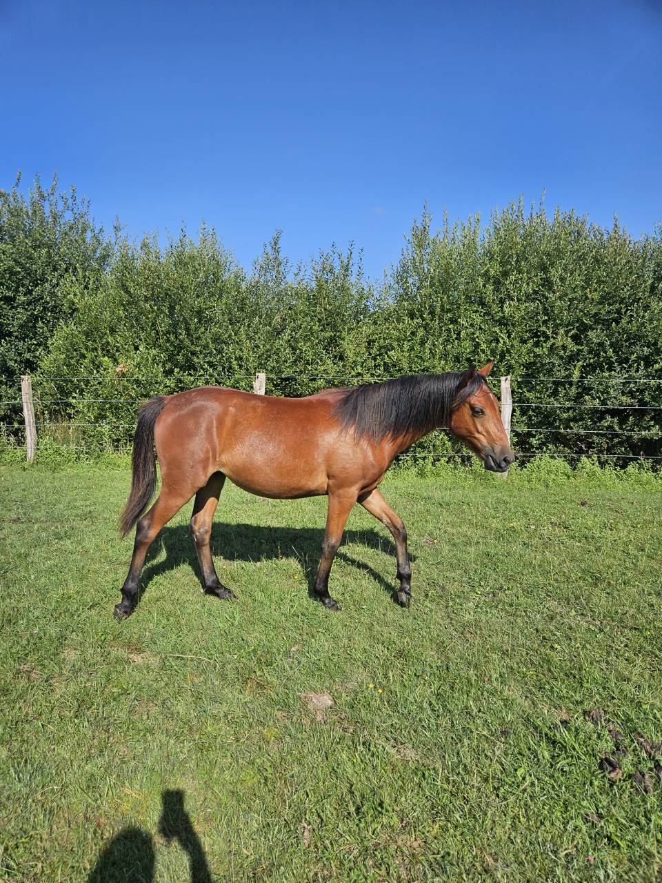 Ponette New forest PP 16 mois 