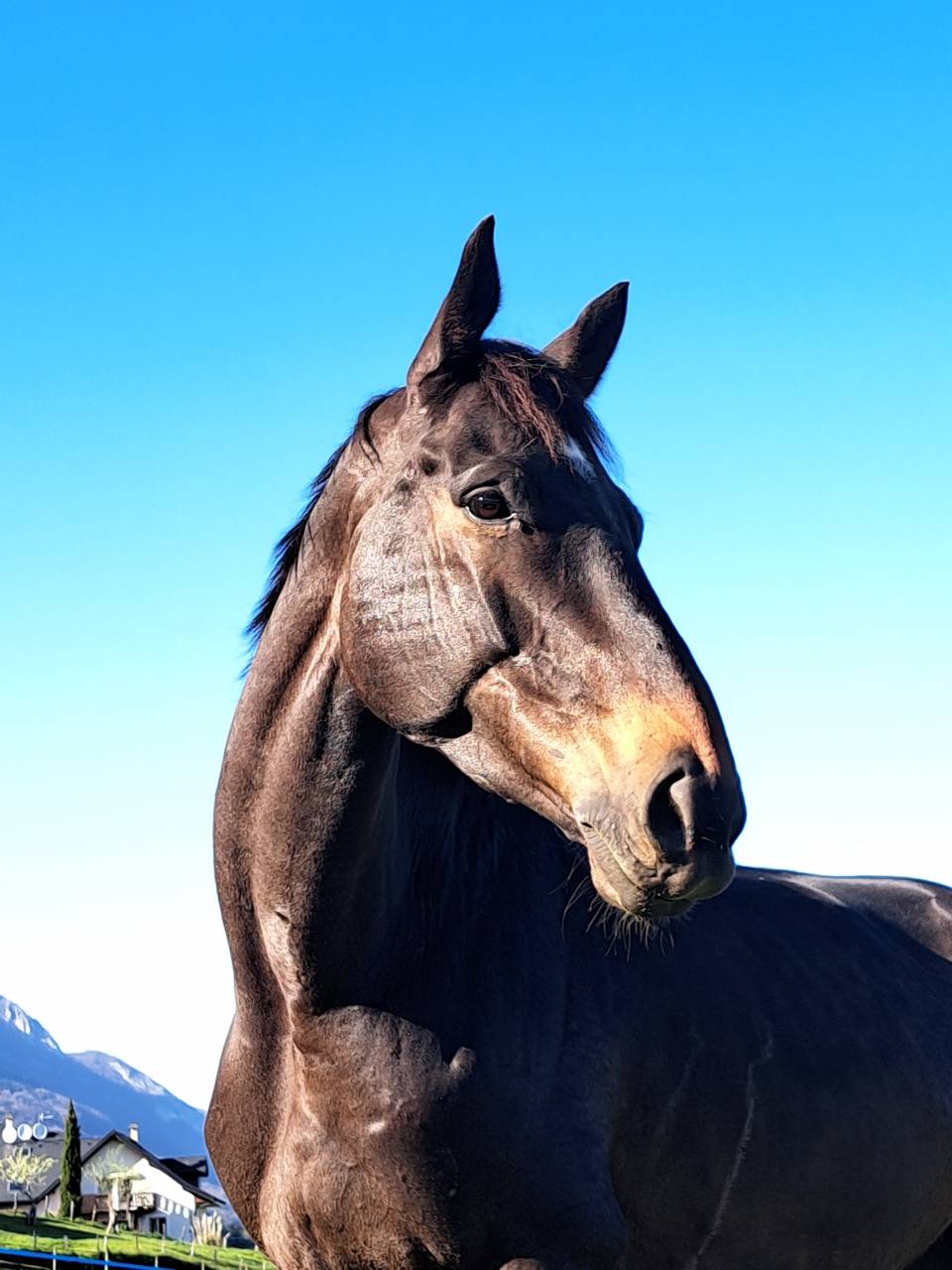 A vendre cheval polyvalent 8 ans