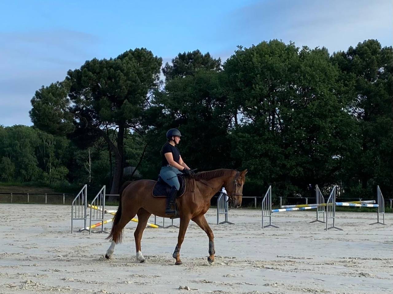Jeune cheval à vendre (CSO, CCE) 