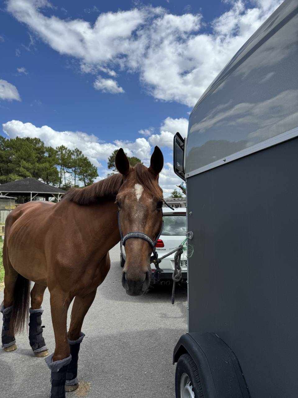 Jeune cheval à vendre (CSO, CCE) 