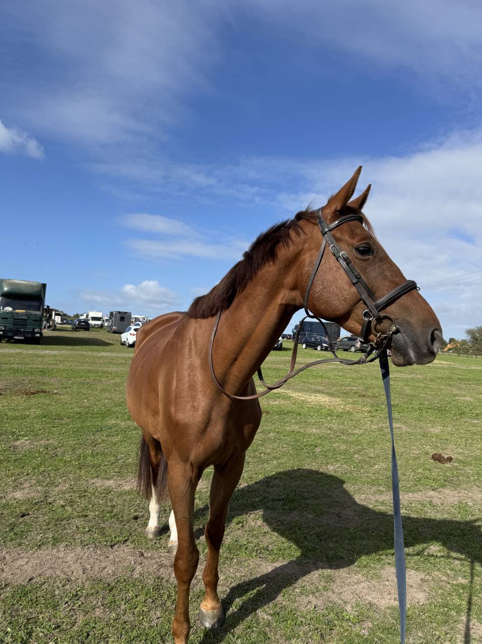 Jeune cheval à vendre (CSO, CCE) 