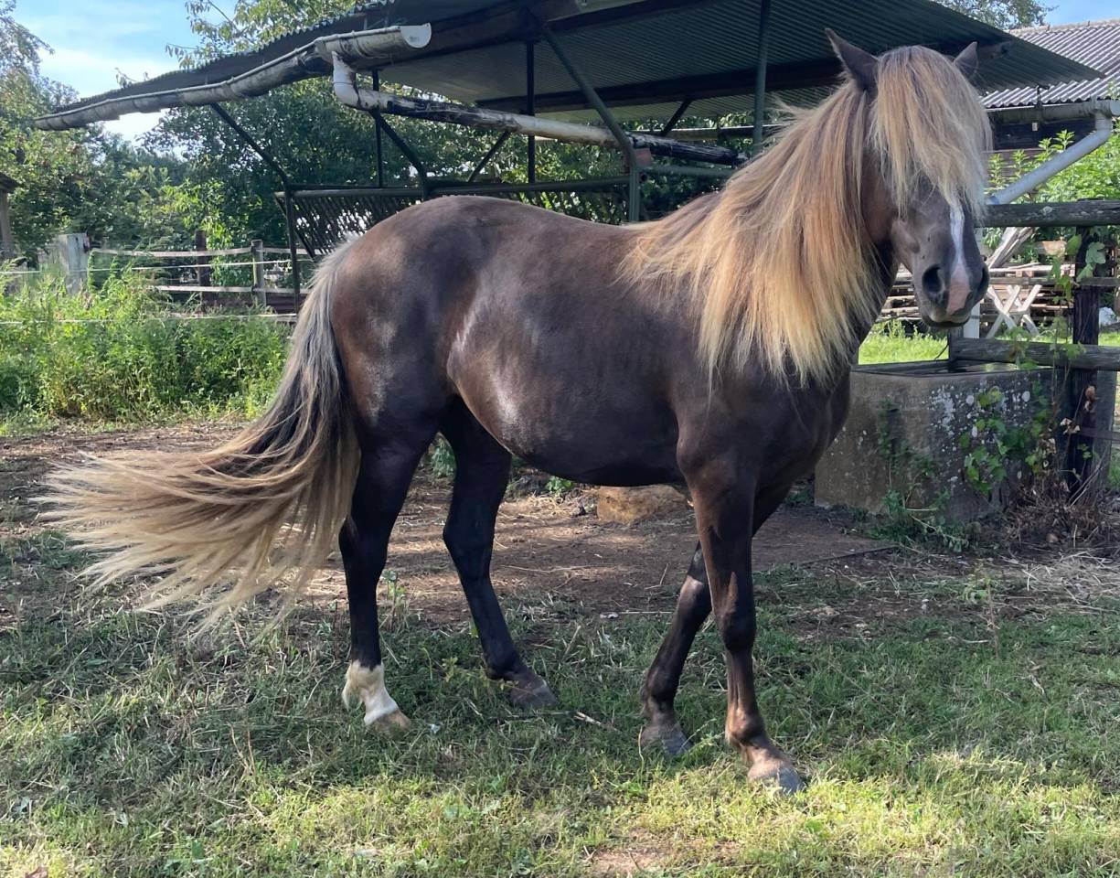 cheval 3/ rocky mountain horse