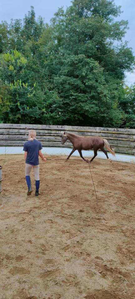 cheval 3/ rocky mountain horse