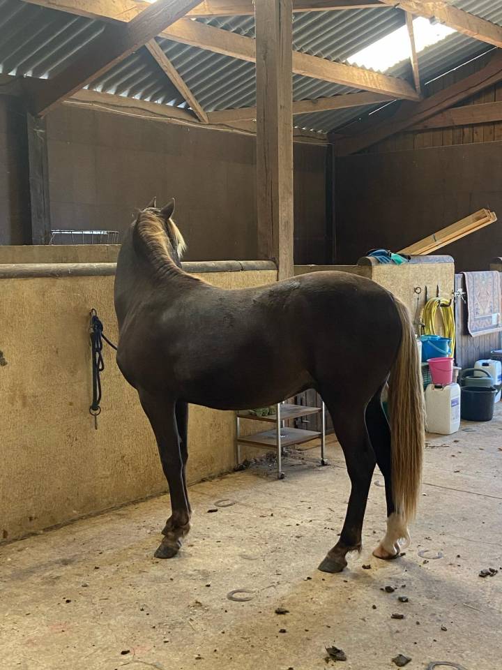 cheval 3/ rocky mountain horse