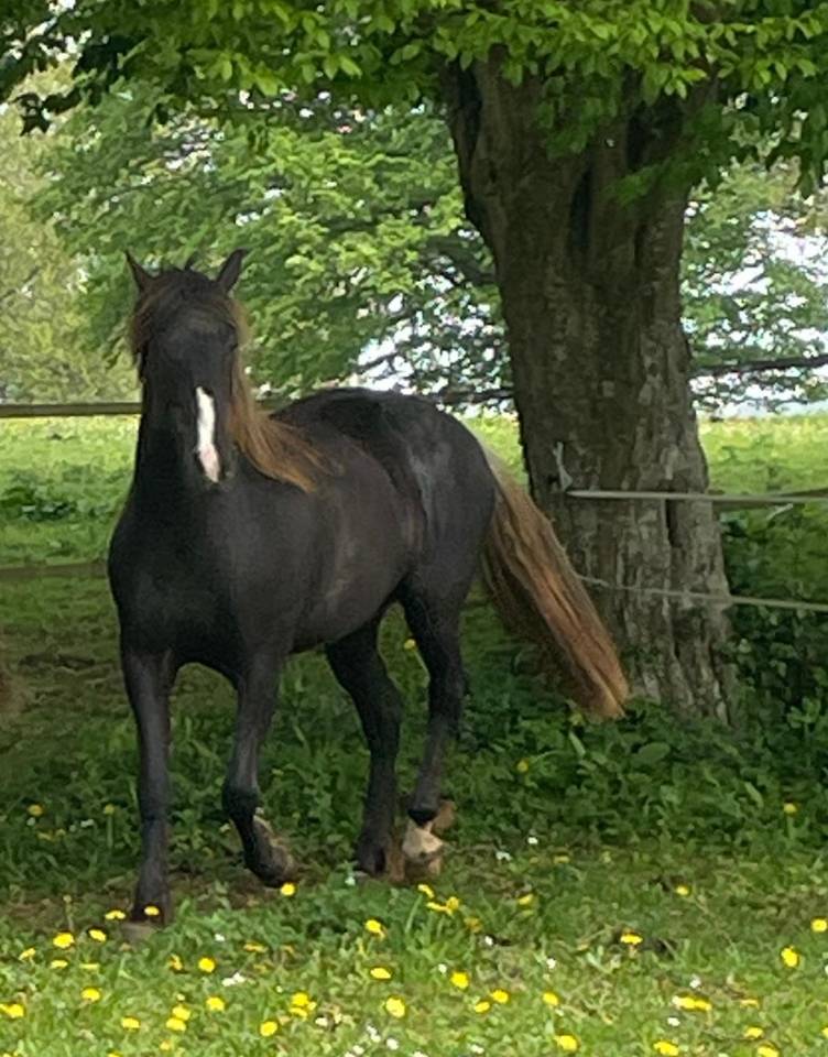 cheval 3/ rocky mountain horse