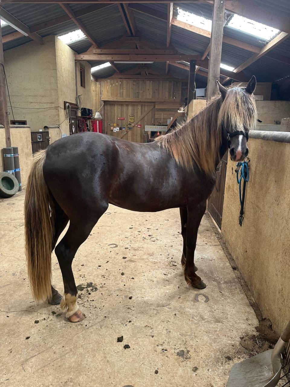 cheval 3/ rocky mountain horse