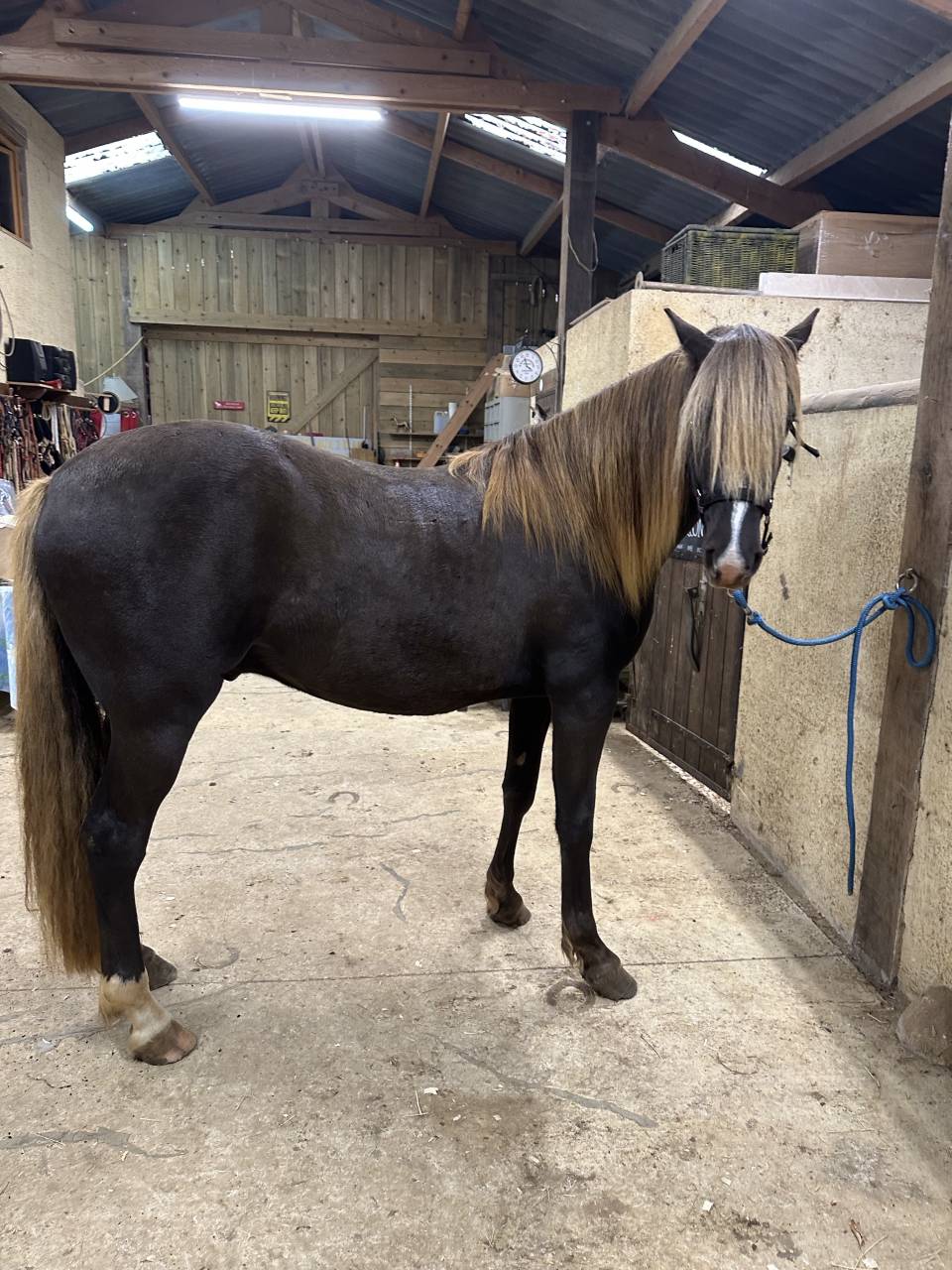 cheval 3/ rocky mountain horse