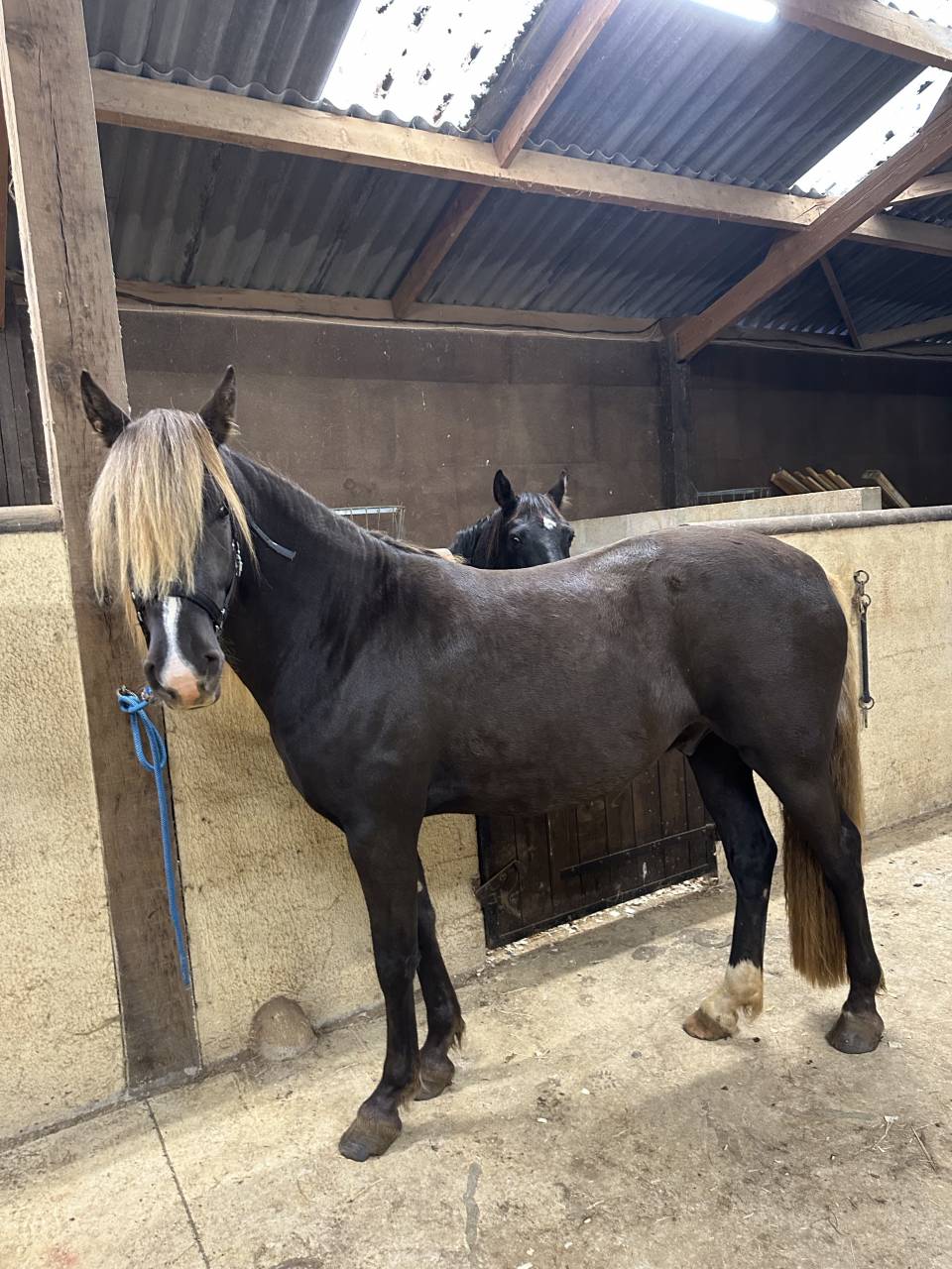 cheval 3/ rocky mountain horse