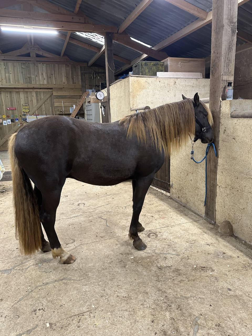 cheval 3/ rocky mountain horse