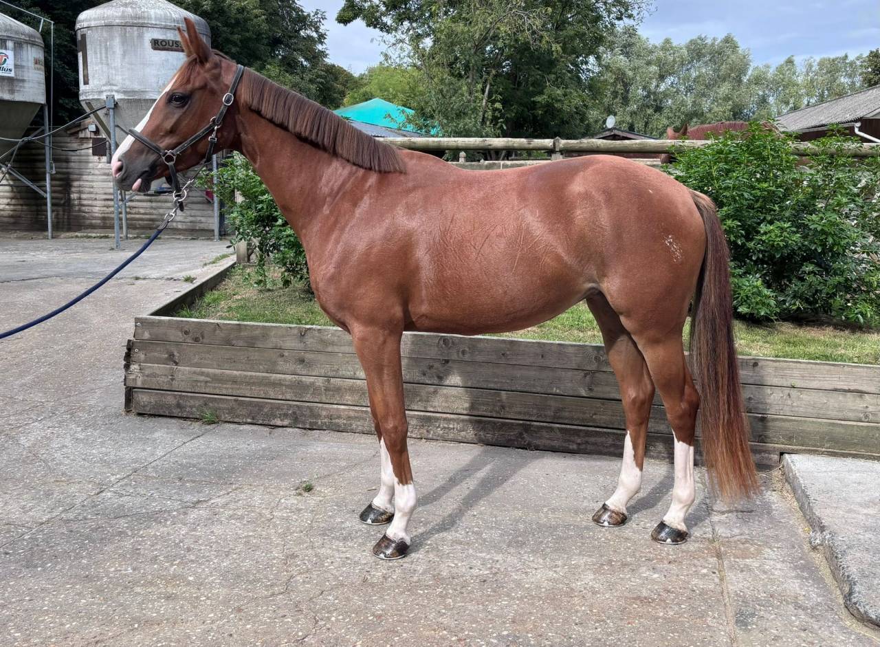 vends petite jument 4 ans SF