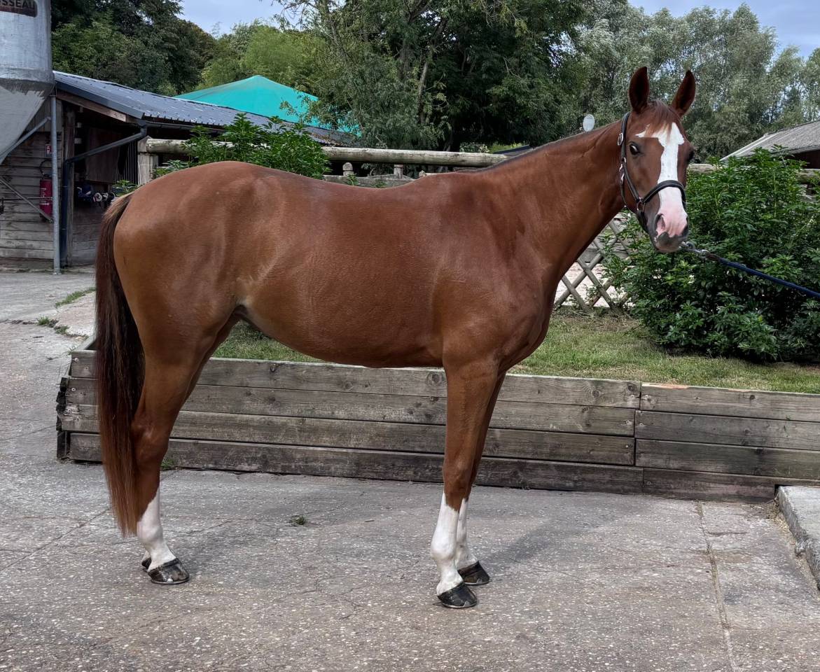 vends petite jument 4 ans SF