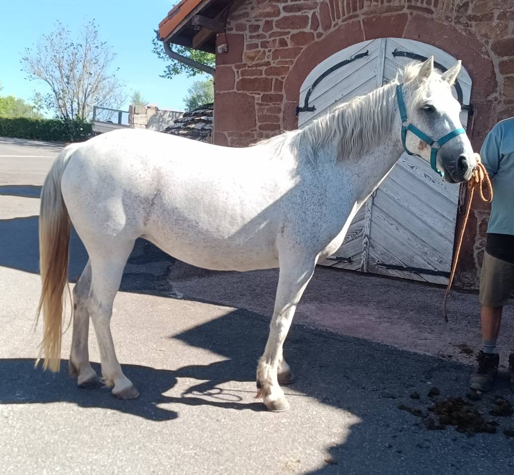 Ponette Connemara de 12 ans 