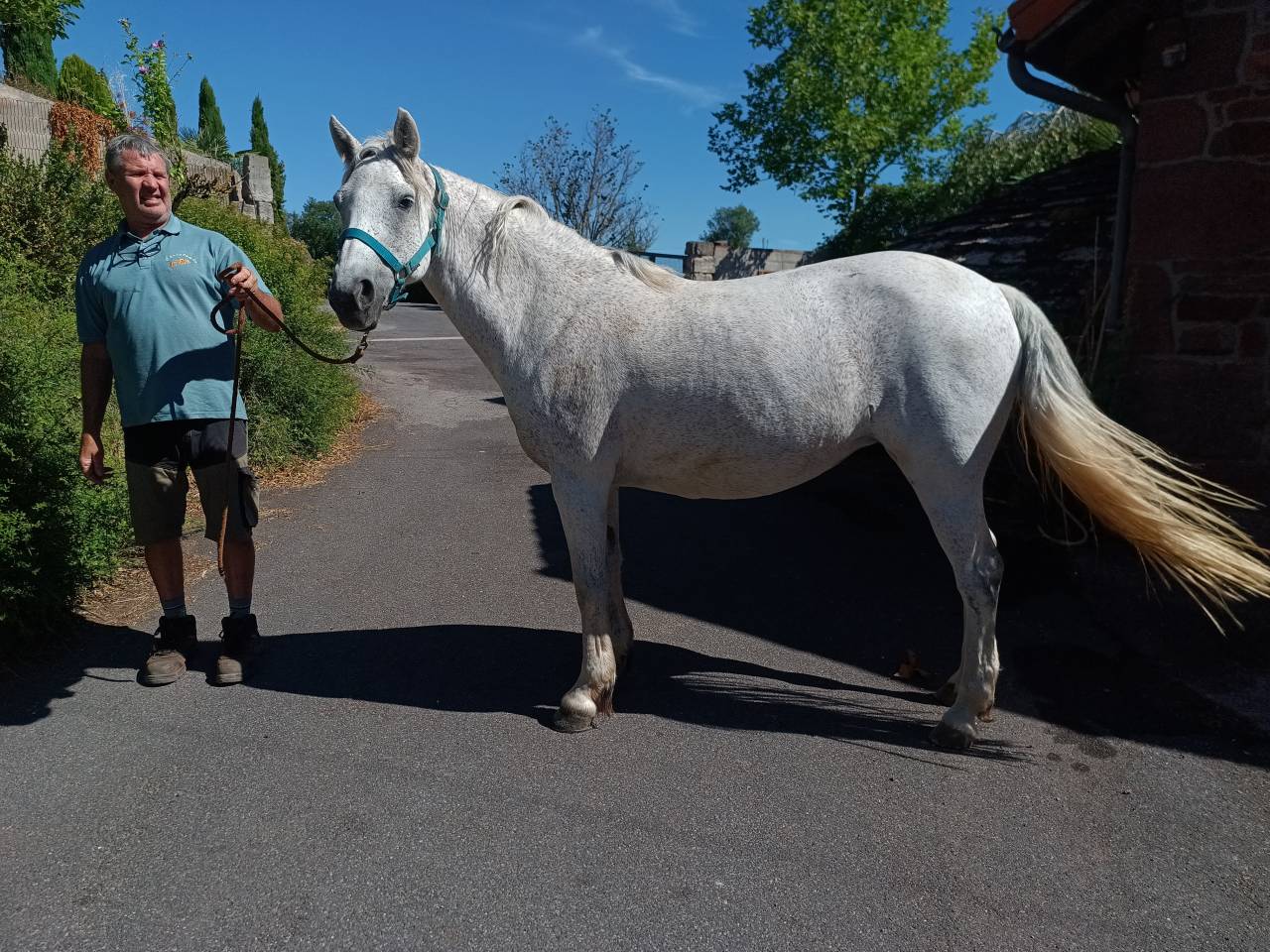 Ponette Connemara de 12 ans 
