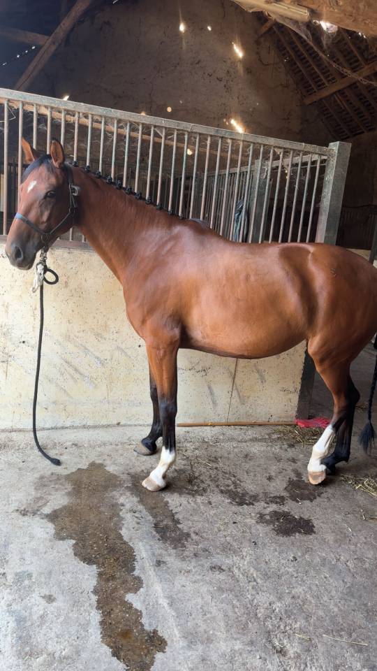 Travail du cheval - Gardiennage d'écurie