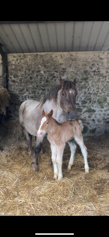 poulain trait breton 
