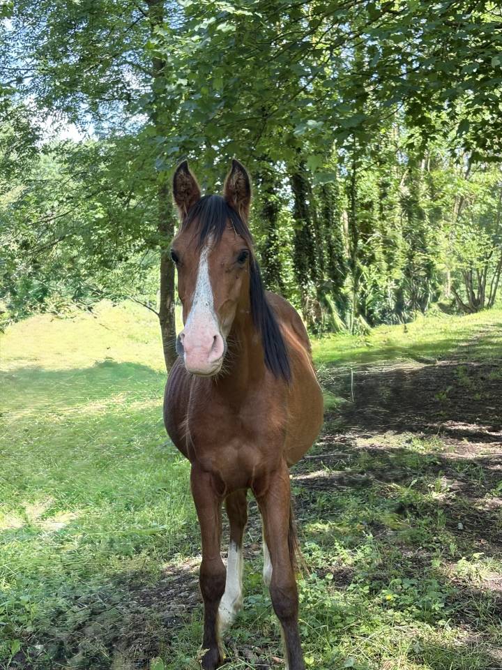Poulain à vendre 