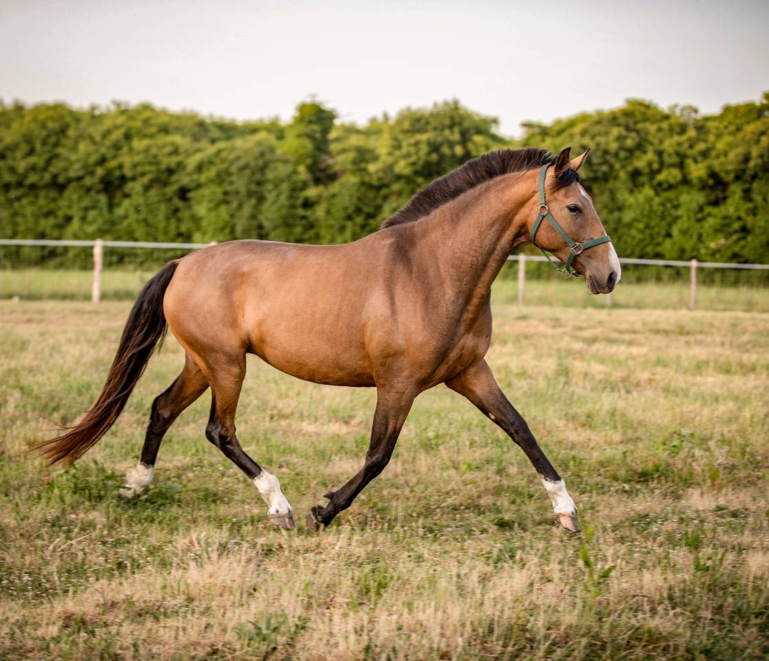 Jument pure race espagnole 