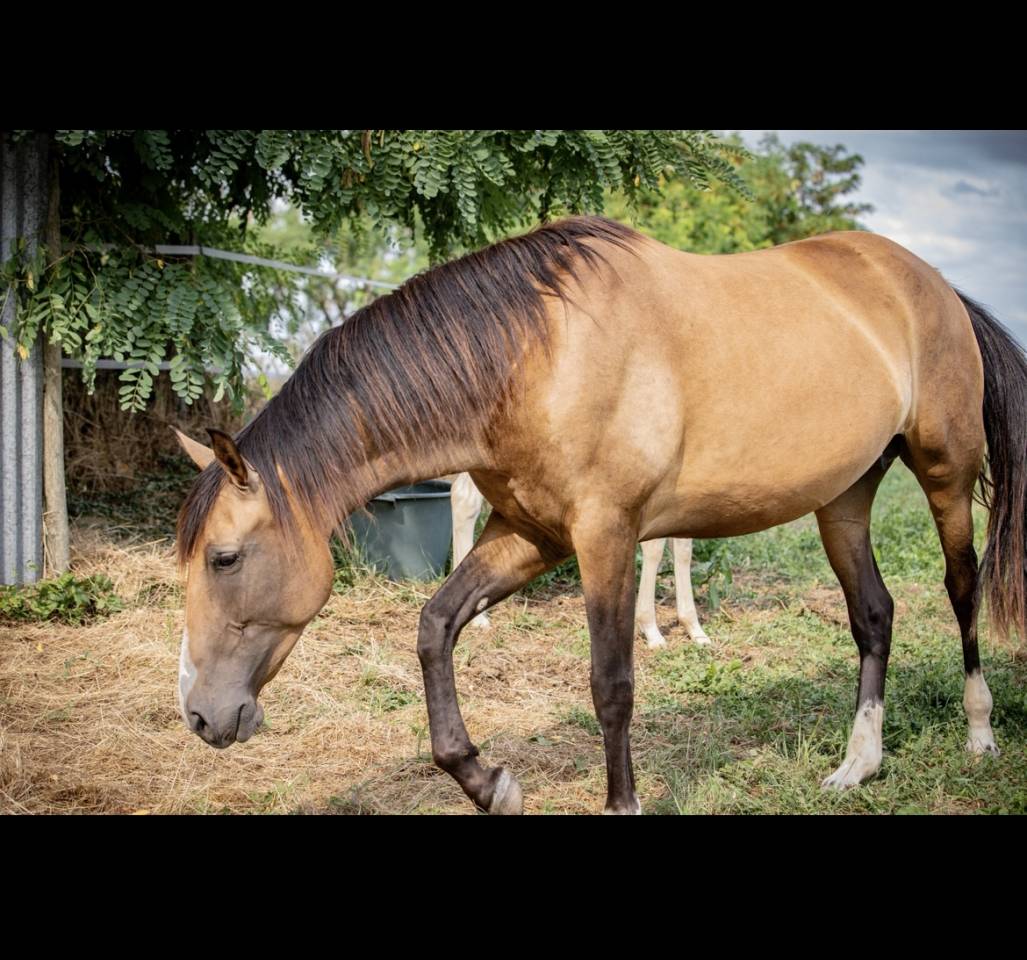 Jument pure race espagnole 