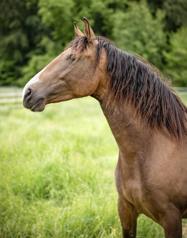 Jument pure race espagnole 