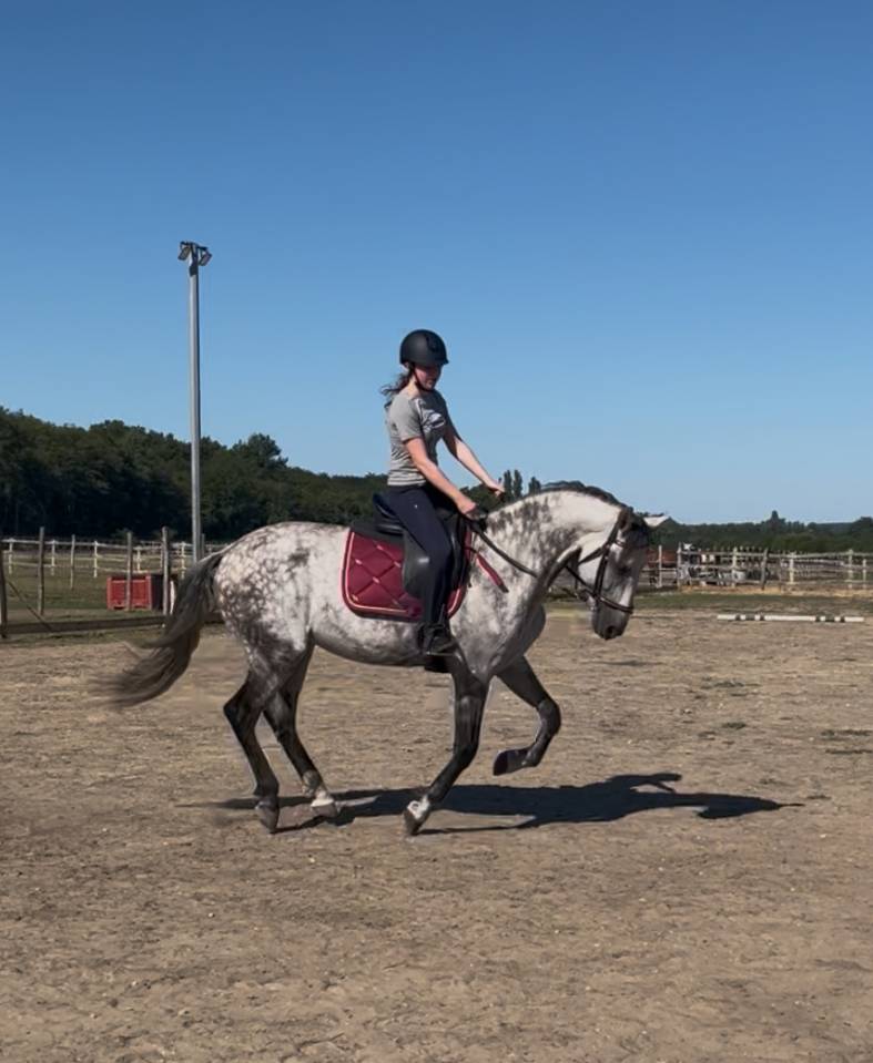 Étalon Pur race Espagnol 