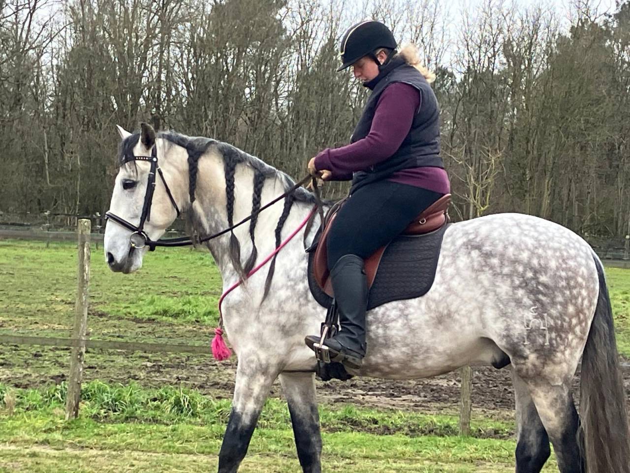 Étalon Pur race Espagnol 