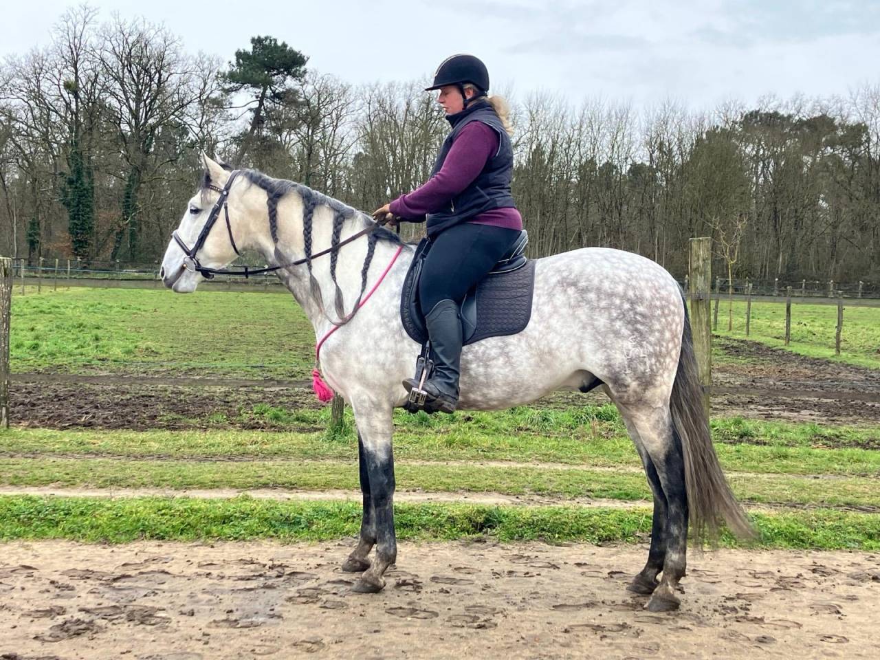 Étalon Pur race Espagnol 