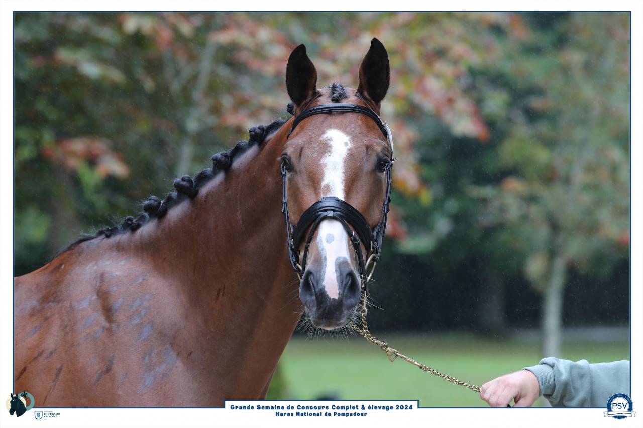 Hongre Champion de France CCE 