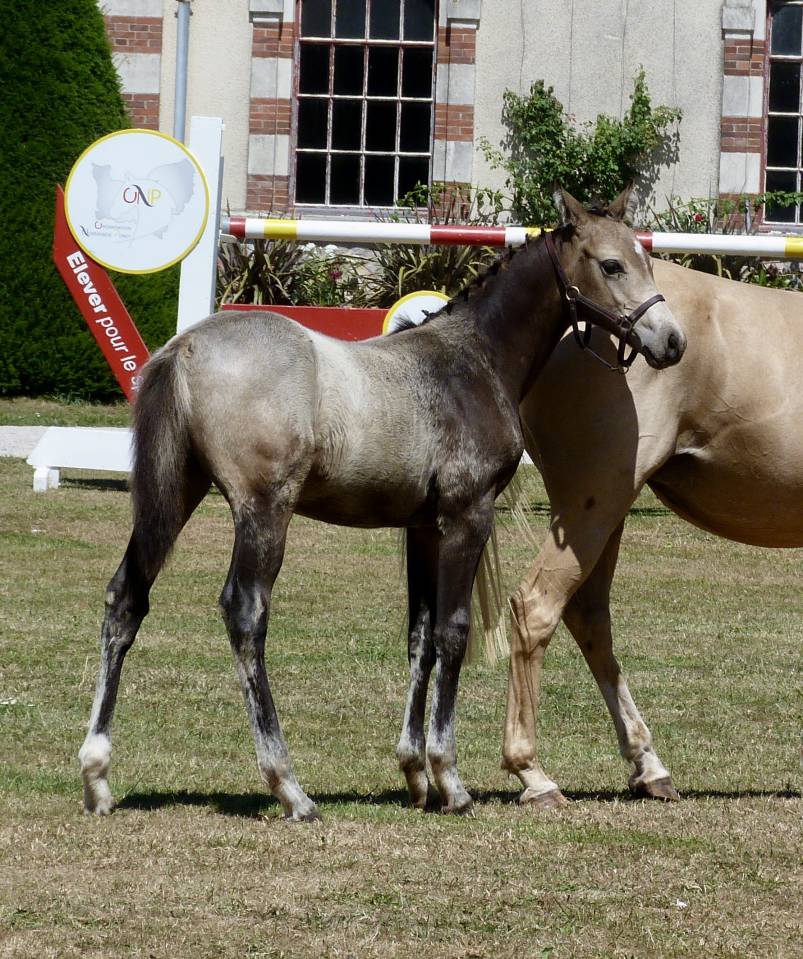 poulain PFS sport taillle D