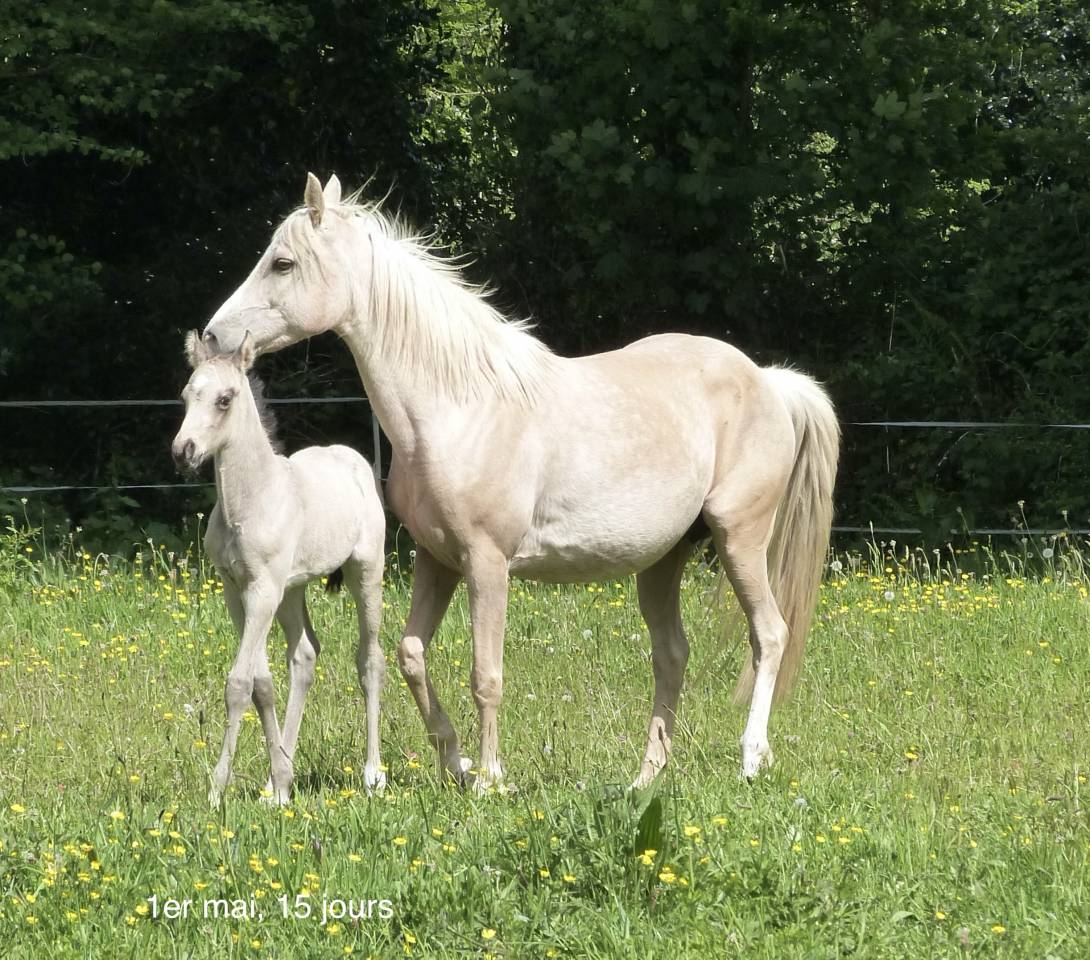 poulain PFS sport taillle D