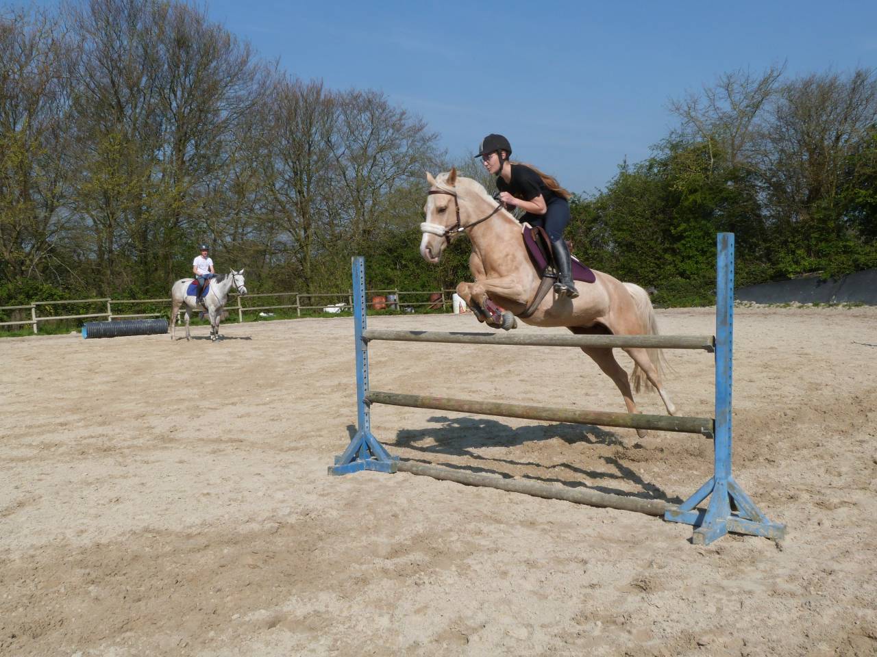 poulain PFS sport taillle D