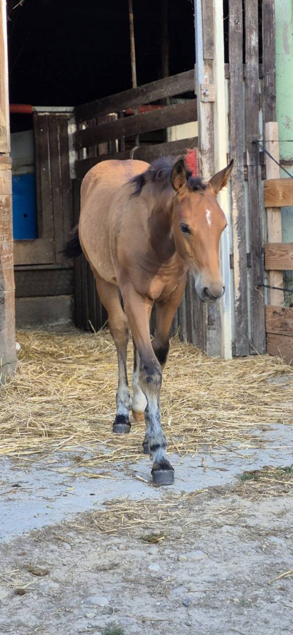  Pouliche DRP x PFS – 2025 – Grand Modèle -