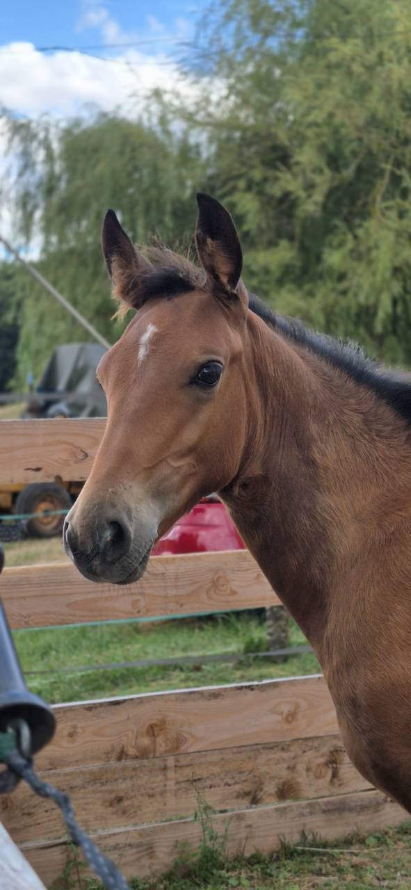  Pouliche DRP x PFS – 2025 – Grand Modèle -