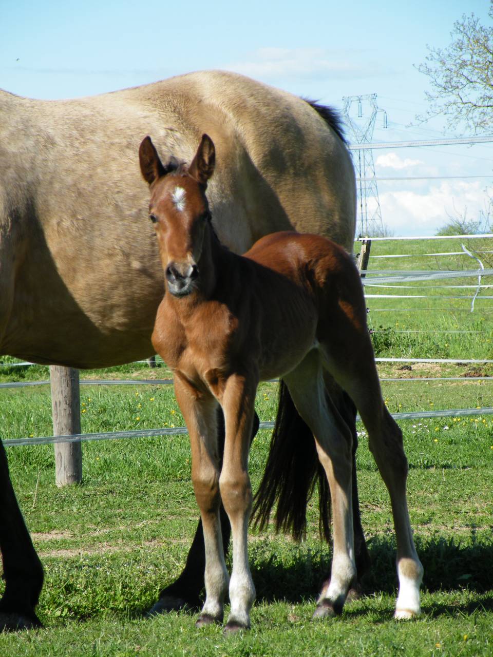  Pouliche DRP x PFS – 2025 – Grand Modèle -