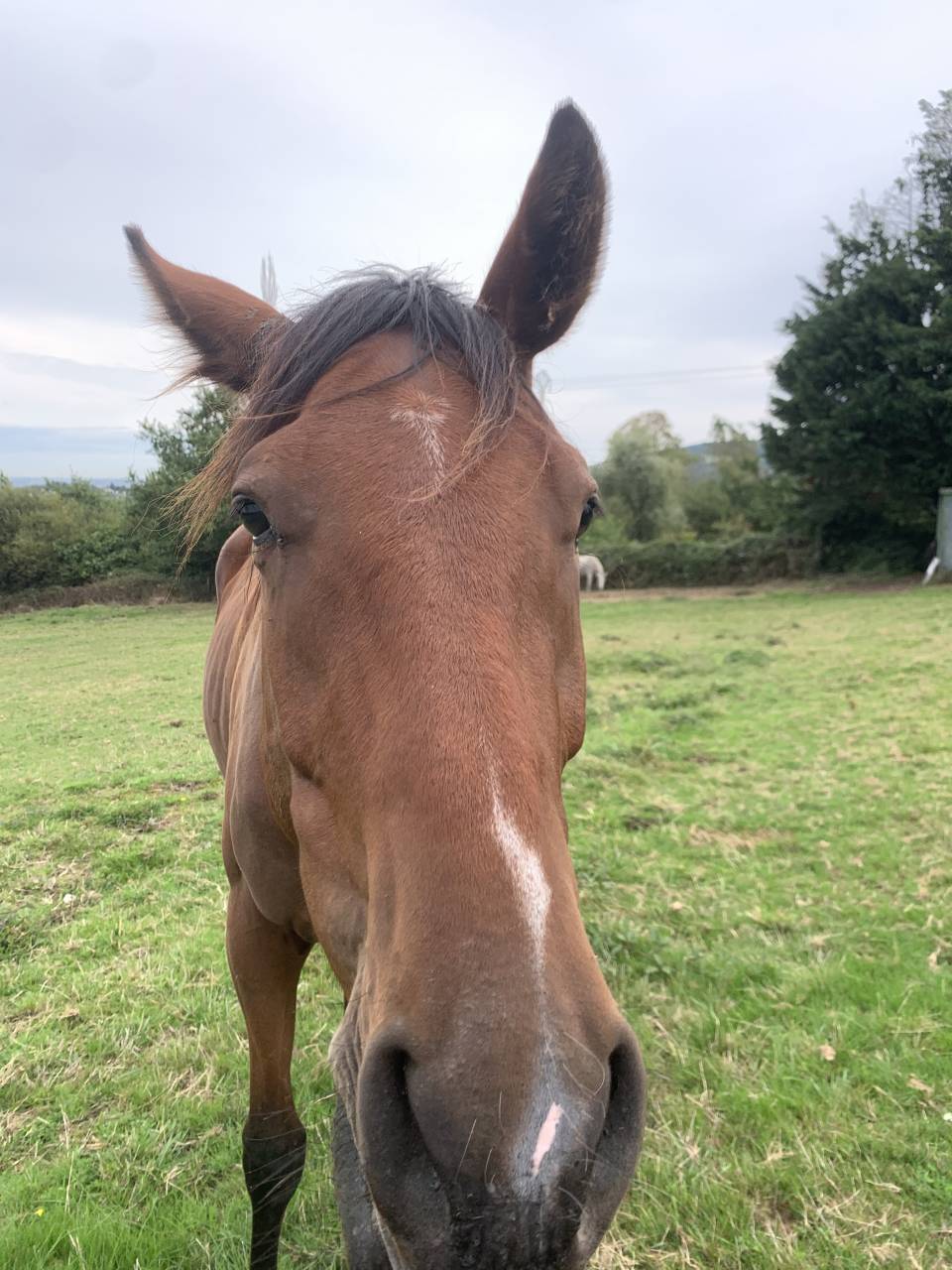 hongre anglo arabe sport 