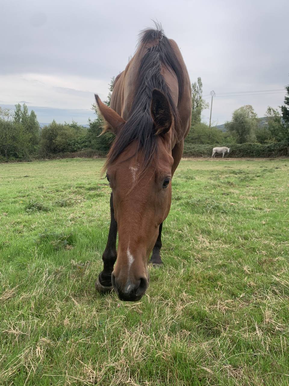 hongre anglo arabe sport 