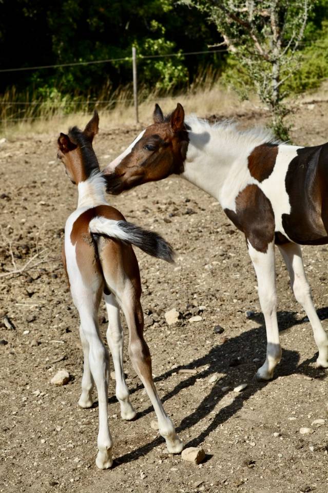 Poulain 2025 DSA 50%