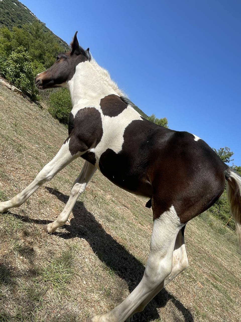 Poulain 2025 DSA 50%