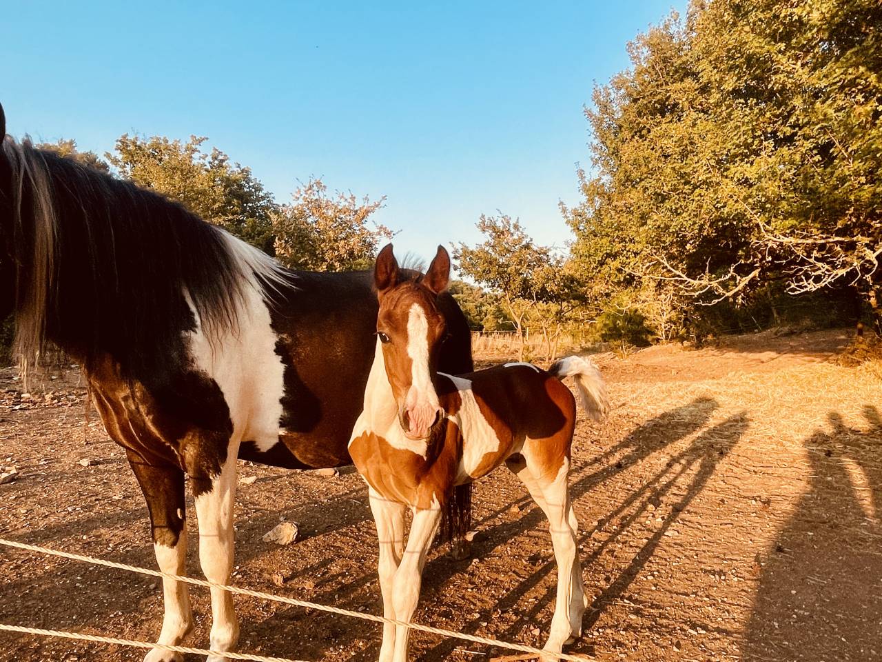 Poulain 2025 DSA 50%