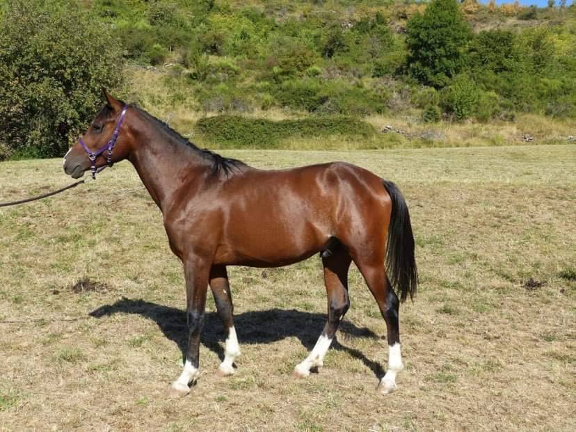 Poulain 2025 DSA 50%